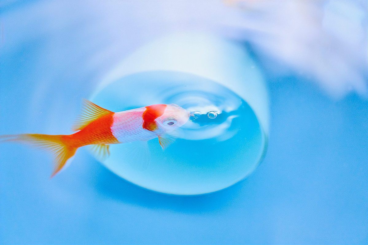 金龍魚不停張嘴呼吸什么原因