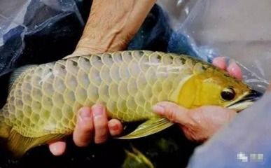 龍魚用高錳酸鉀的量（使用高錳酸鉀治療龍魚寄生蟲時(shí)需要注意用量和使用方法）