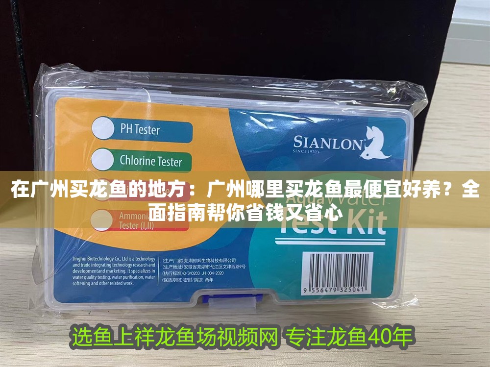 在廣州買龍魚的地方：廣州哪里買龍魚最便宜好養？全面指南幫你省錢又省心