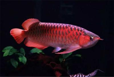 仁懷市文滔水族觀賞魚店