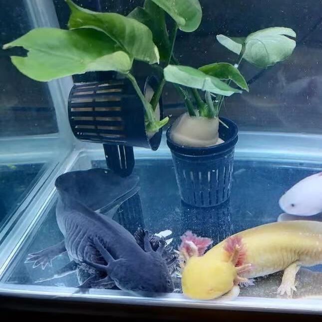 家里養六角龍魚吉利嘛，六角龍魚的養殖技巧有哪些六角龍魚養殖技巧