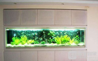 大型龍魚缸什么牌子好一點的（選擇大型龍魚缸時）