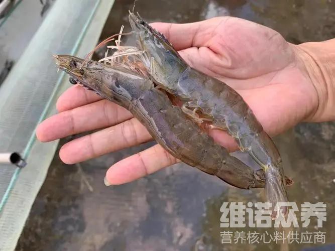 金龍魚飼料怎么和蝦摻在一起喂