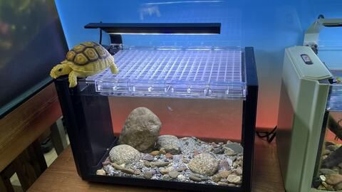 養(yǎng)雷龍魚(yú)魚(yú)缸背景什么顏色好：養(yǎng)雷龍魚(yú)時(shí)選擇黑色背景可以有效地促進(jìn)它們的發(fā)色