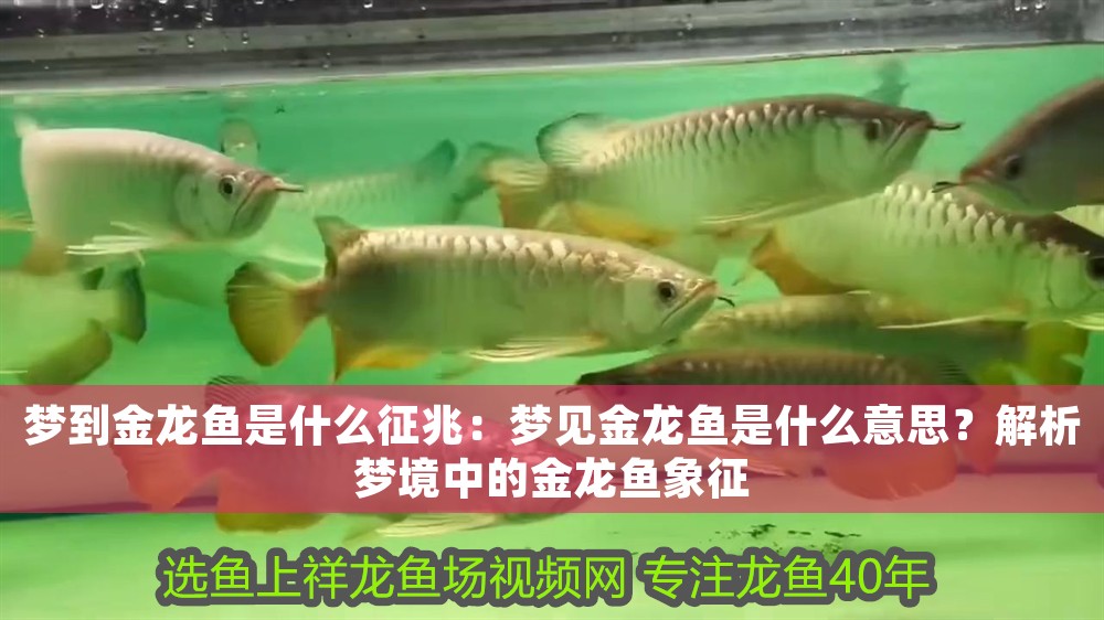 夢到金龍魚是什么征兆:夢見金龍魚是什么意思?解析夢境中的金龍魚象征 龍魚百科 第1張 夢到金龍魚是什么征兆:夢見金龍魚是什么意思?解析夢境中的金龍魚象征 夢到金龍魚是什么征兆:夢見金龍魚是什么意思?解析夢境中的金龍魚象征 龍魚百科 第1張