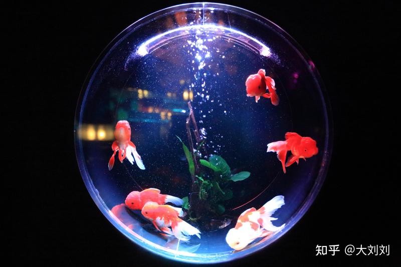 龍魚專用燈不是紫外線燈吧？