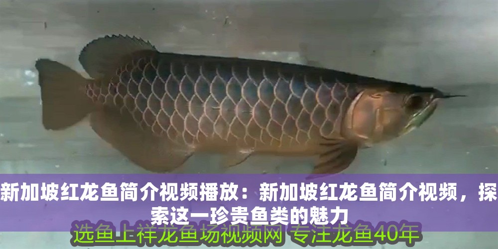 新加坡紅龍魚簡介視頻播放：新加坡紅龍魚簡介視頻，探索這一珍貴魚類的魅力