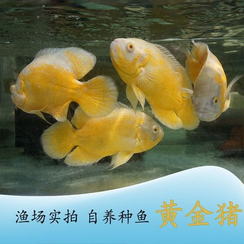 銀龍魚和紅鸚鵡能混養嗎圖片 銀龍魚和紅鸚鵡能混養嗎圖片 龍魚百科 第19張