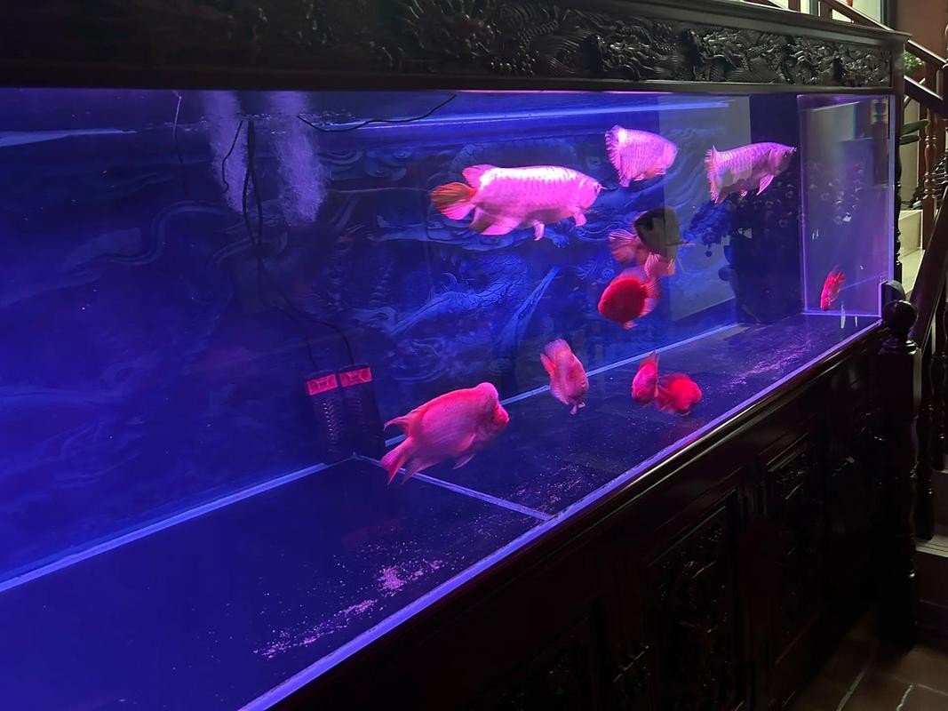 銀龍魚和紅鸚鵡能混養嗎圖片 銀龍魚和紅鸚鵡能混養嗎圖片 龍魚百科 第41張