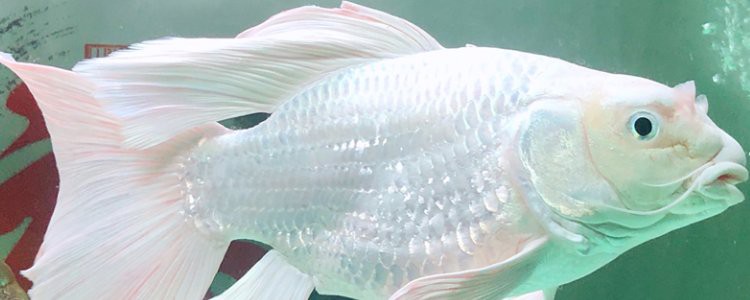 蝴蝶鯉和龍魚一起養好嗎