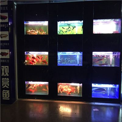龍魚哪里有：廣州龍魚城特色品種介紹