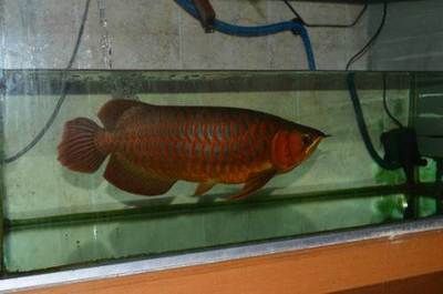 龍魚哪里有：廣州龍魚城特色品種介紹