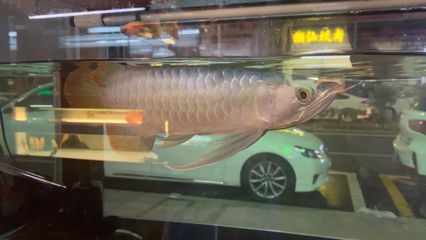 龍魚哪里有：廣州龍魚城特色品種介紹