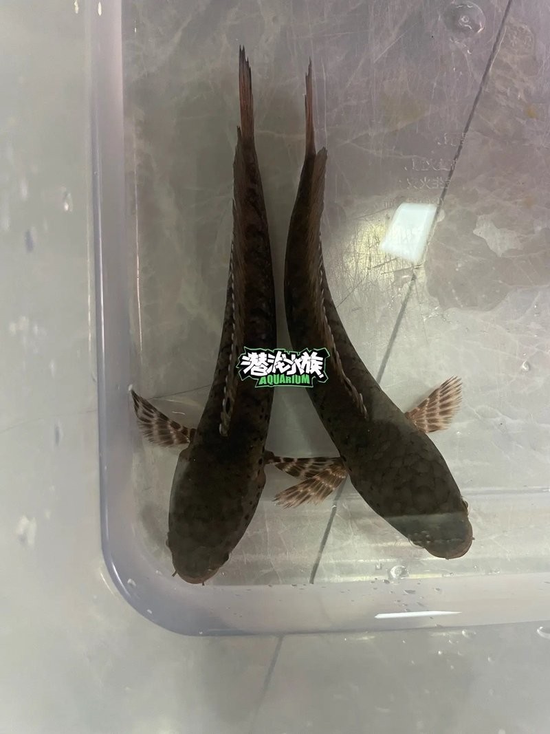 雷龍魚怎么分公母圖片視頻