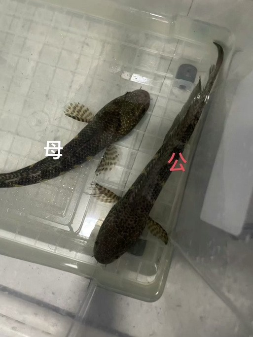 雷龍魚怎么分公母圖片視頻