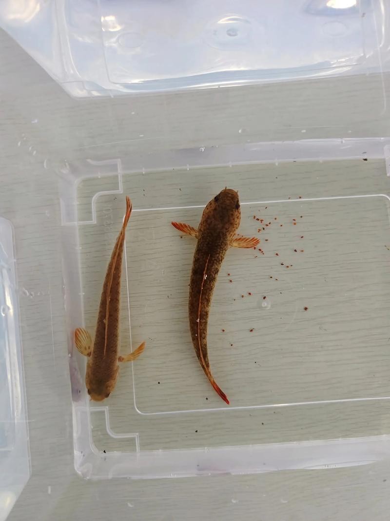 雷龍魚怎么分公母圖片視頻