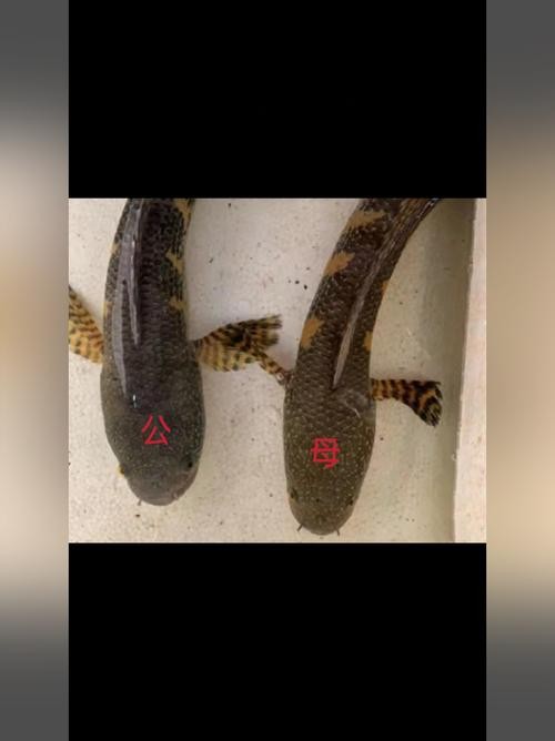雷龍魚怎么分公母圖片視頻