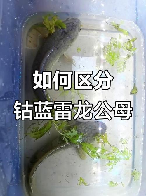 雷龍魚怎么分公母圖片視頻