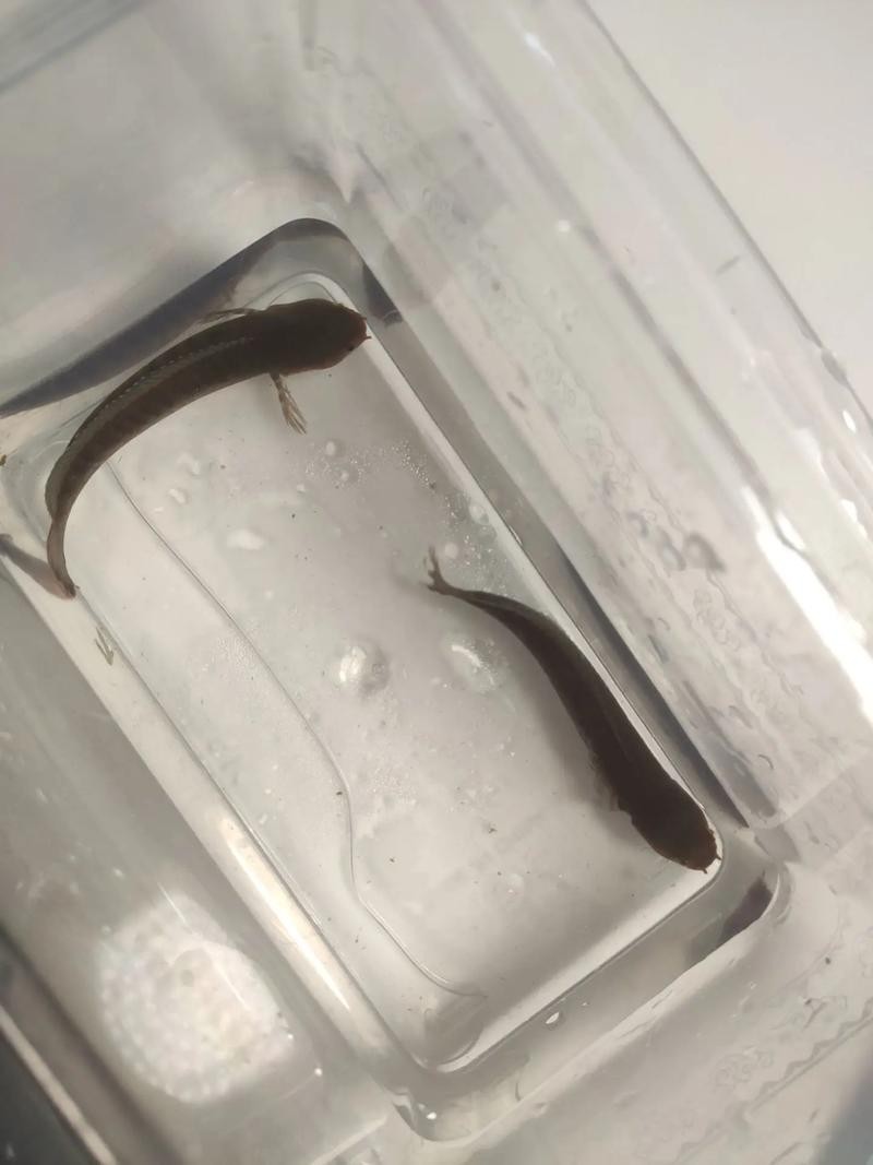 雷龍魚怎么分公母圖片視頻