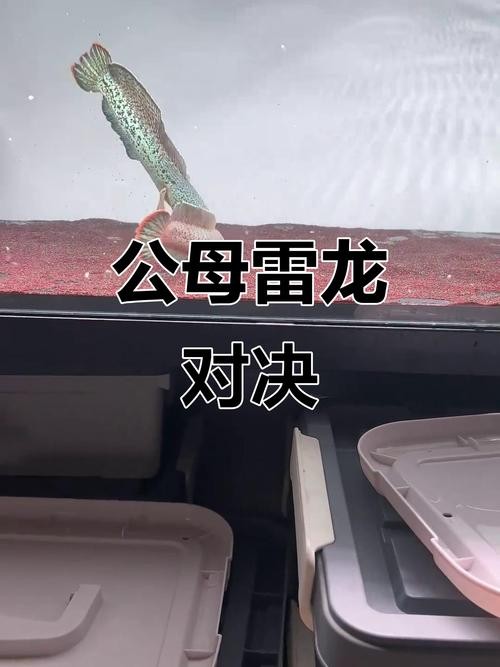 雷龍魚怎么分公母圖片視頻