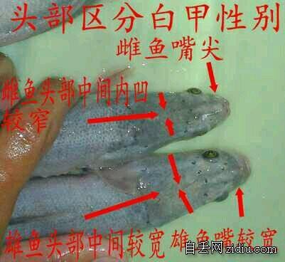 雷龍魚怎么分公母圖片視頻