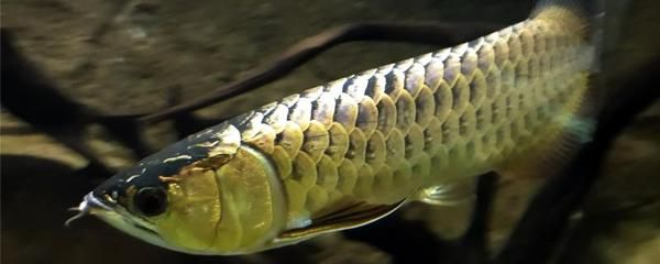 金龍魚吃什么發(fā)色好一點(diǎn)：金龍魚吃什么發(fā)色好