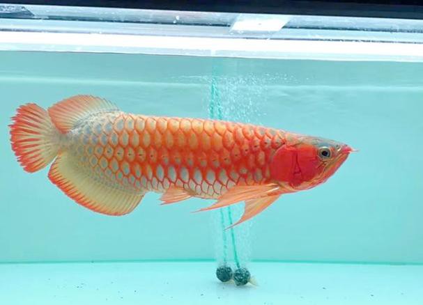 印尼紅龍魚發色過程圖片大全欣賞