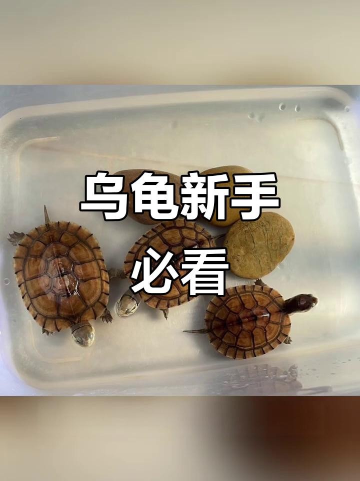 龍龜和魚缸擺放需要多久換一次水？