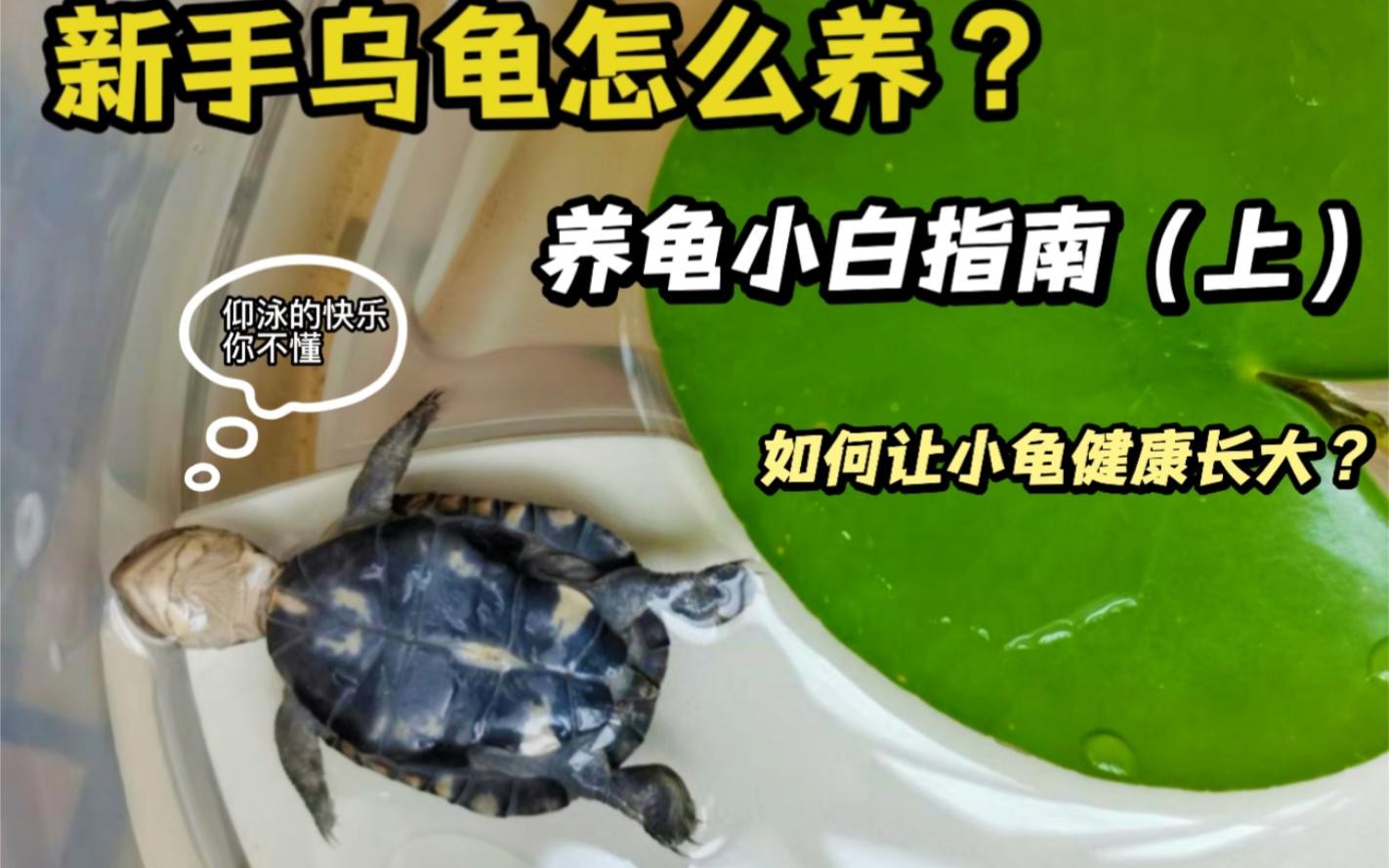 龍龜和魚缸擺放需要多久換一次水？