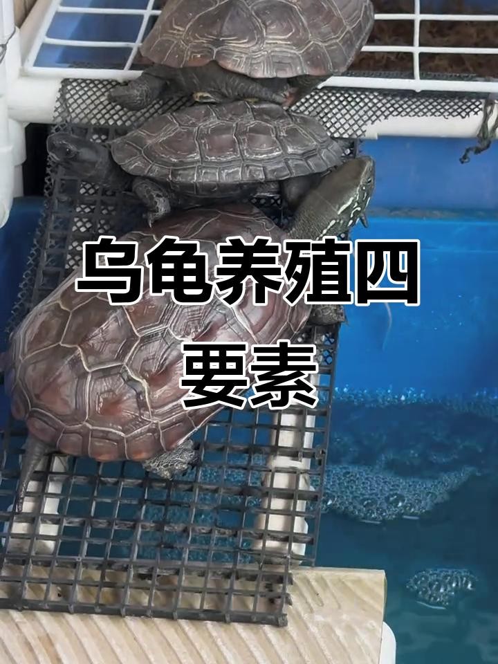 龍龜和魚缸擺放需要多久換一次水？