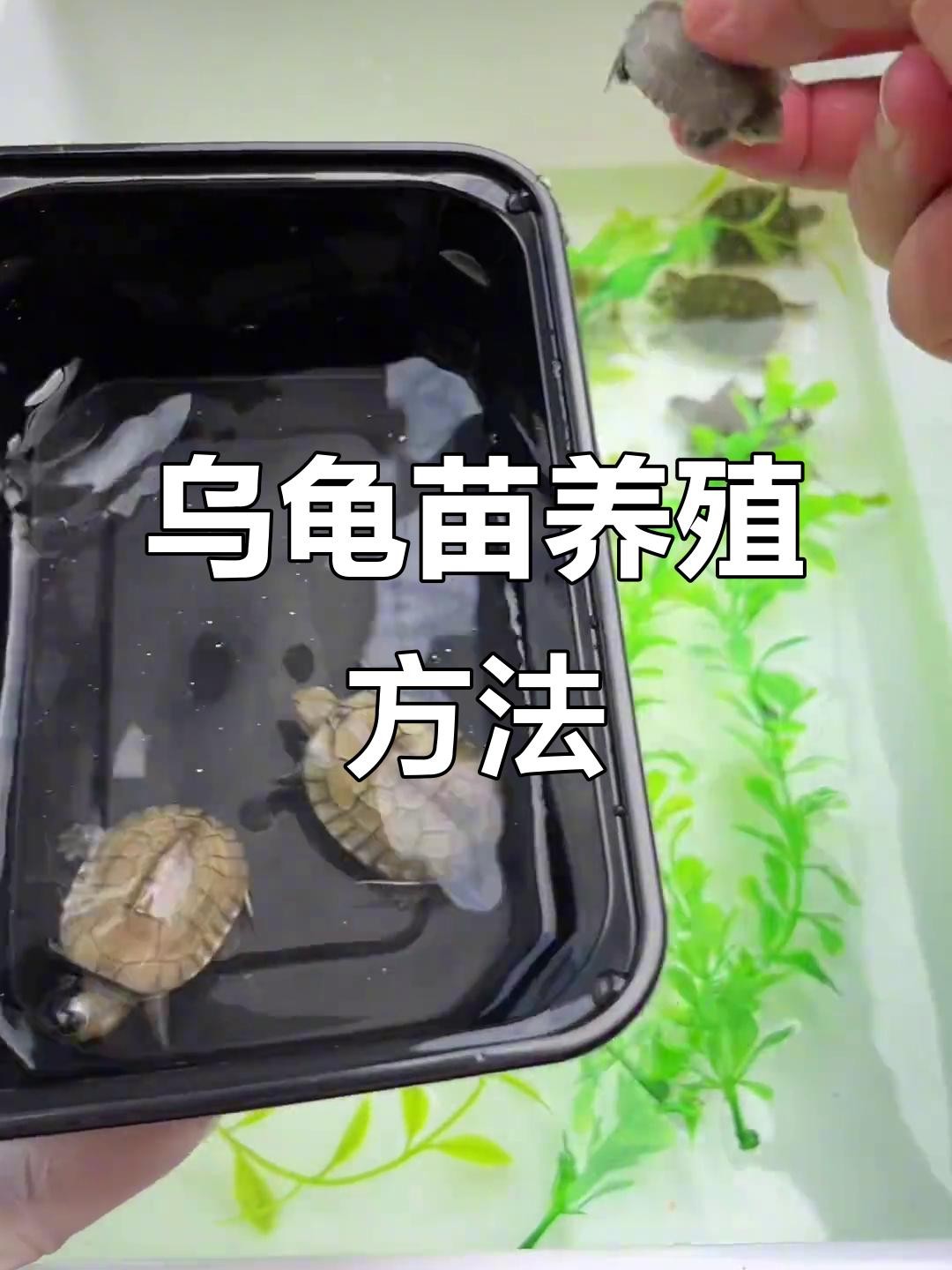 龍龜和魚缸擺放需要多久換一次水？