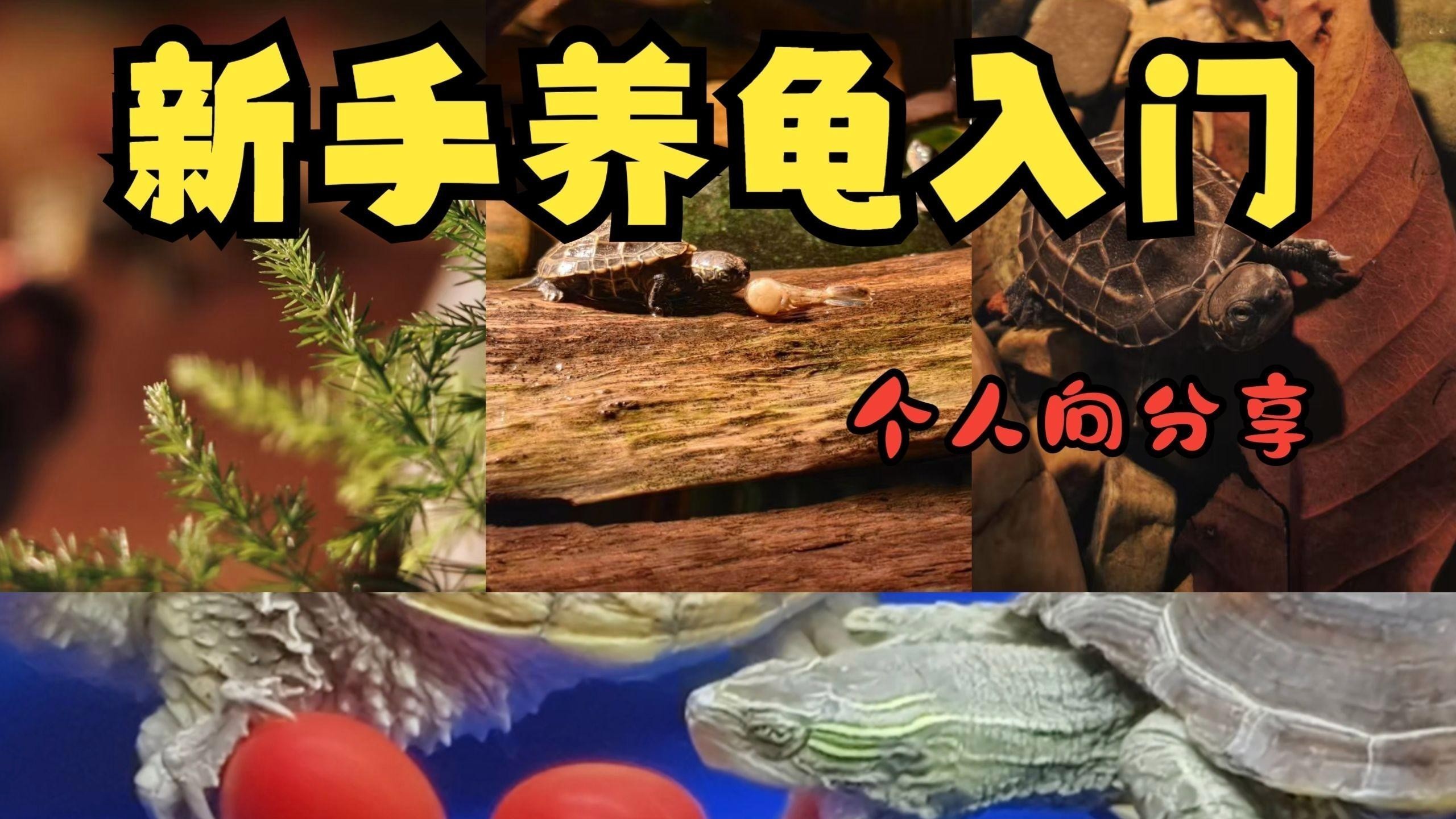 龍龜和魚缸擺放需要多久換一次水？