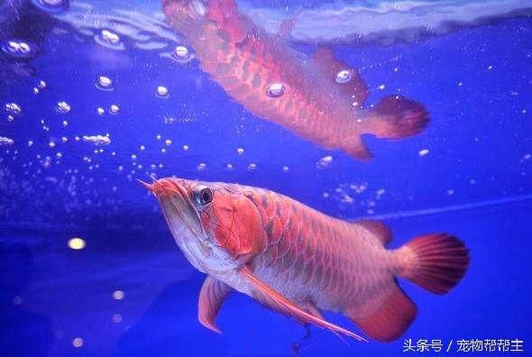 龍魚(yú)不好看那么多人養(yǎng)