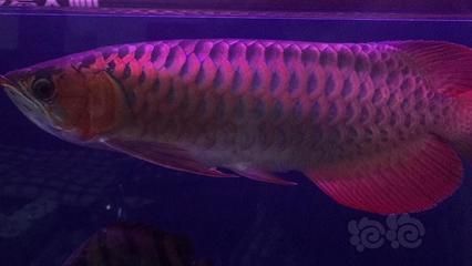 龍魚(yú)不好看那么多人養(yǎng)