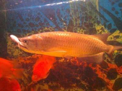 星點龍魚最佳飼料選擇：星點龍魚專用飼料品牌排行