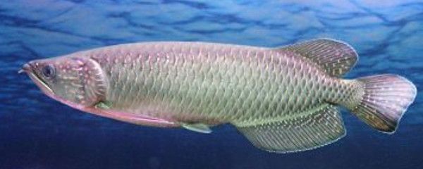 星點龍魚最佳飼料選擇：星點龍魚專用飼料品牌排行