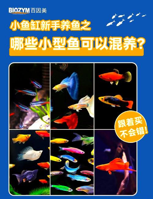 藍曼龍魚和斑馬魚能混養嗎圖片對比