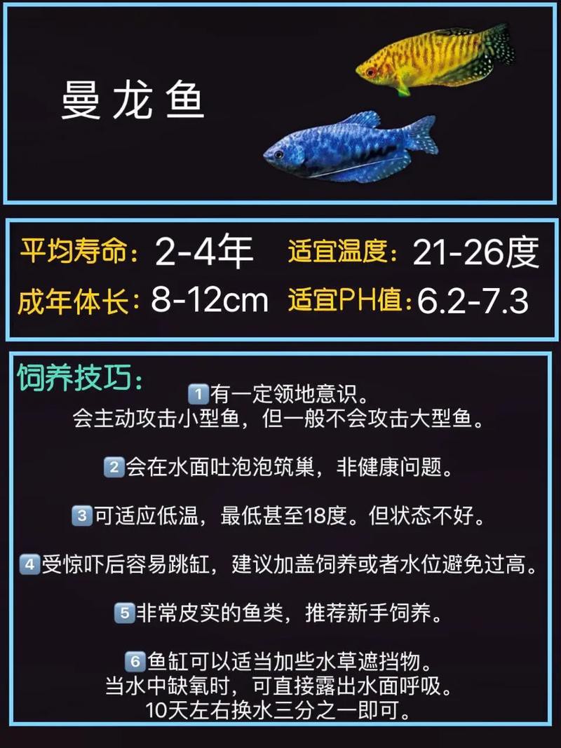 藍曼龍魚和斑馬魚能混養嗎圖片對比
