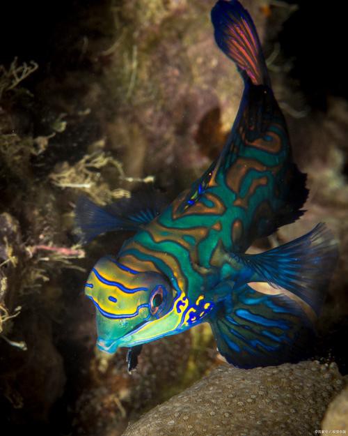 藍曼龍魚和斑馬魚能混養嗎圖片對比