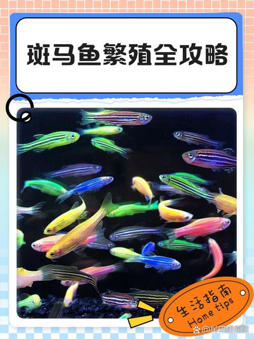 藍曼龍魚和斑馬魚能混養嗎圖片對比
