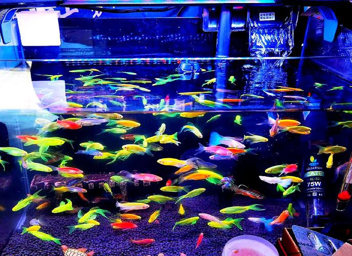 藍曼龍魚和斑馬魚能混養嗎圖片對比