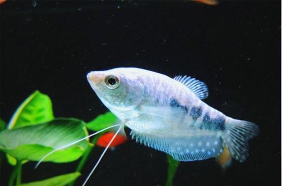 藍曼龍魚和斑馬魚能混養嗎圖片對比