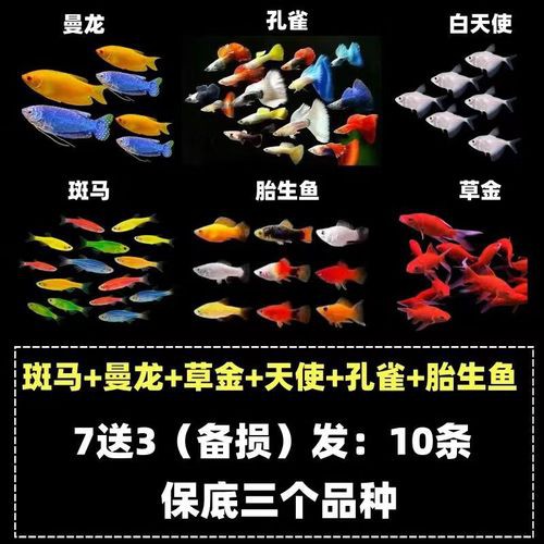 藍曼龍魚和斑馬魚能混養嗎圖片對比