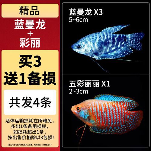 藍曼龍魚和斑馬魚能混養嗎圖片對比