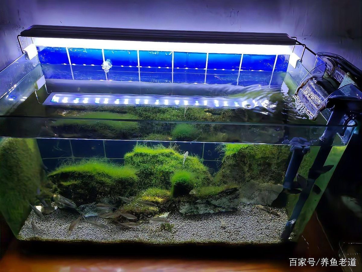 60公分銀龍魚需要什么樣的過濾系統？