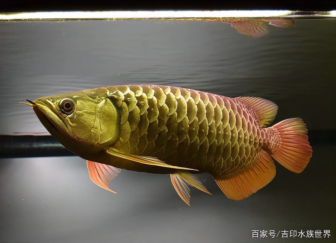 如何優(yōu)化高背金龍魚的發(fā)色環(huán)境？