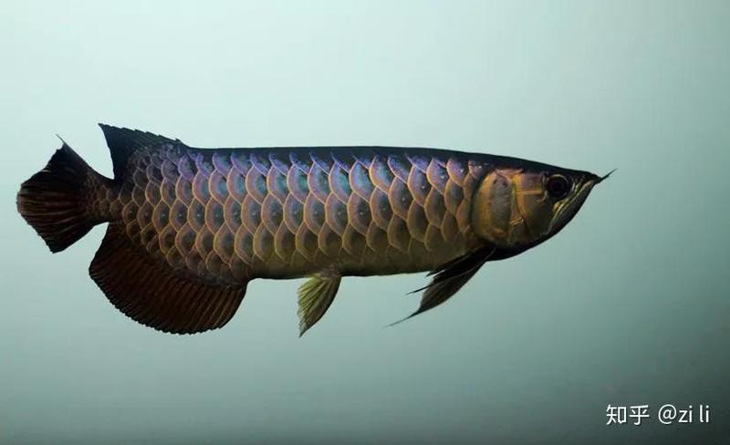 古典龍魚血統純正有何優勢？