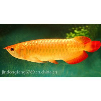 國內紅龍魚繁殖基地排名榜：國內紅龍魚繁殖基地排名
