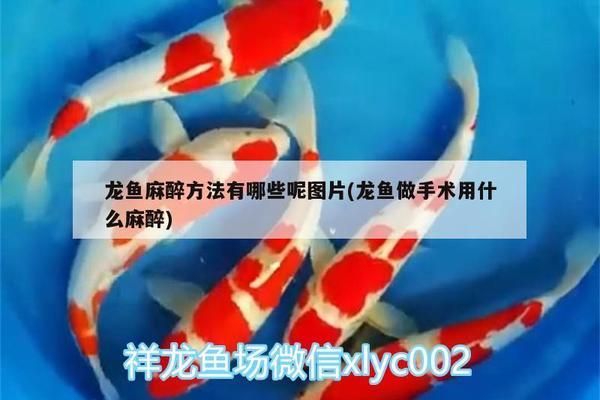 龍魚做手術用什么麻醉最好，給龍魚進行手術時，選擇合適的麻醉方法是非常重要的