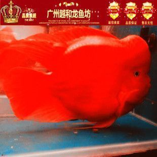 龍魚做手術用什么麻醉最好，給龍魚進行手術時，選擇合適的麻醉方法是非常重要的